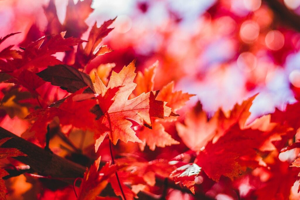 maple leaves, autumn, leaves